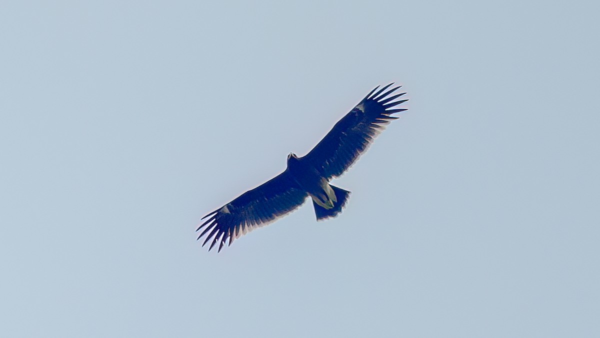 Greater Spotted Eagle - ML612915454