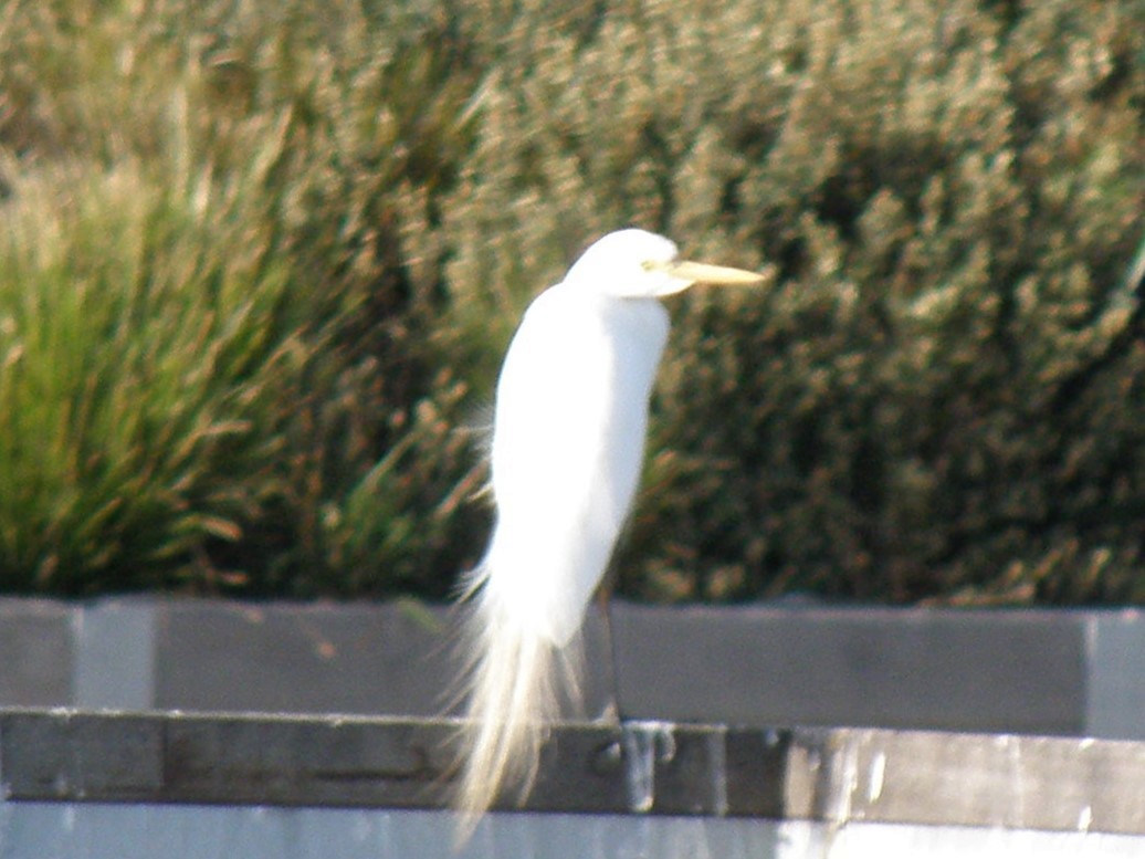 EBird Checklist 1 Jan 2024 NICKS PERCH 40 Species   1200