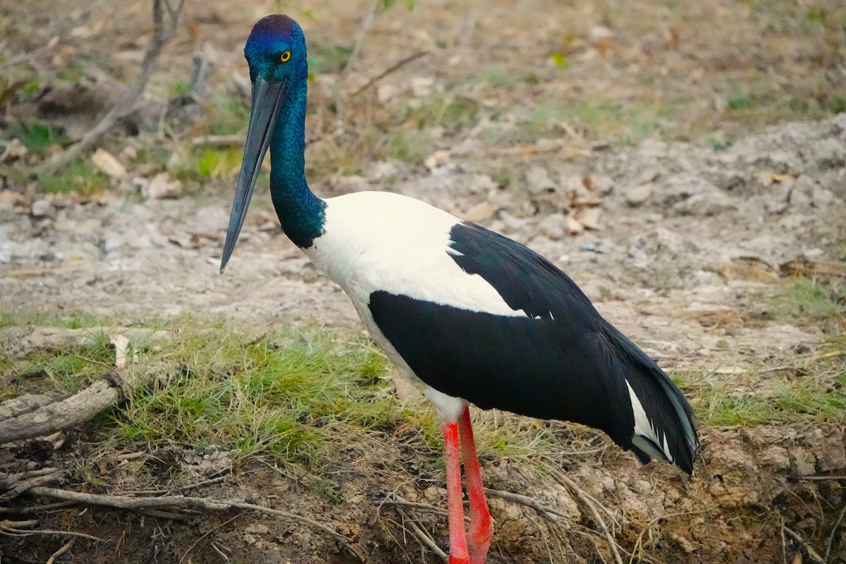 Black-necked Stork - Josh Lee