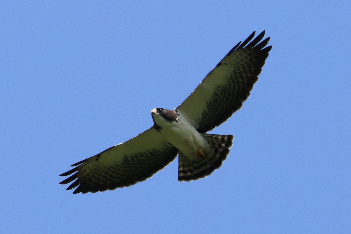 Short-tailed Hawk - ML612915913