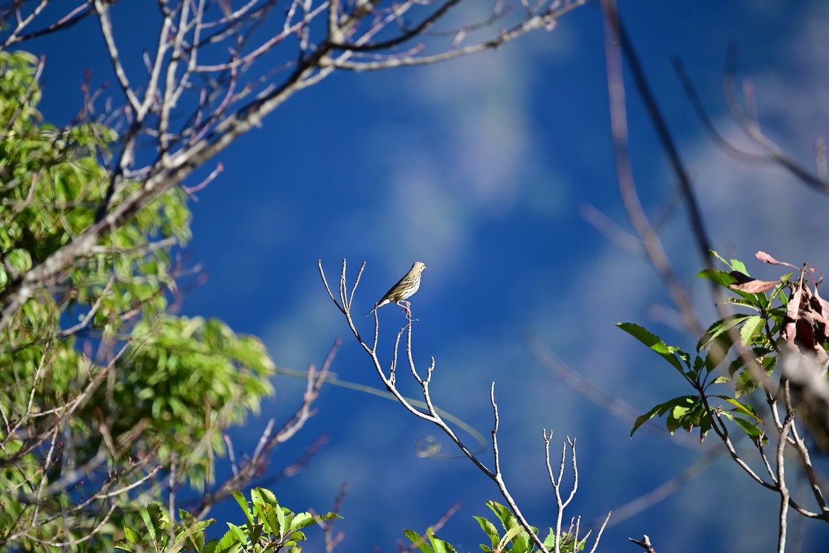 Olive-backed Pipit - ML612916521