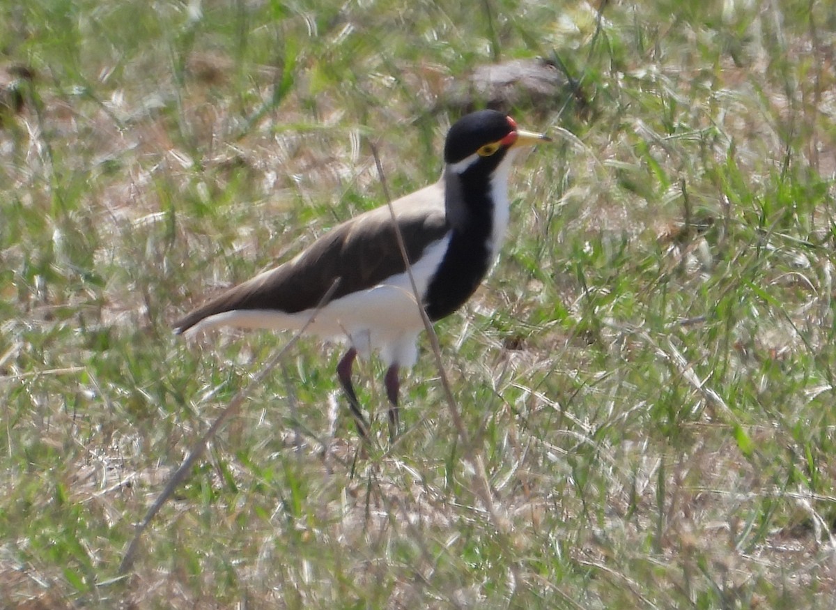 Banded Lapwing - ML612916531