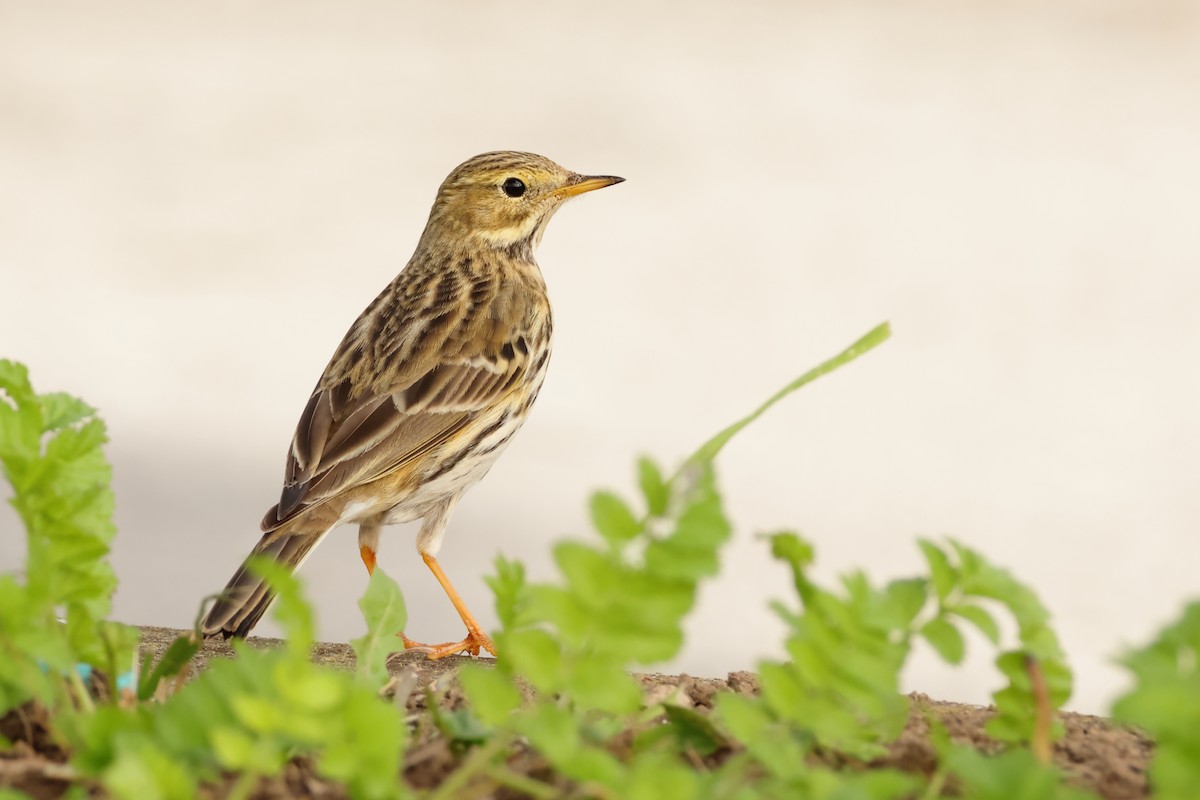 Meadow Pipit - ML612916700