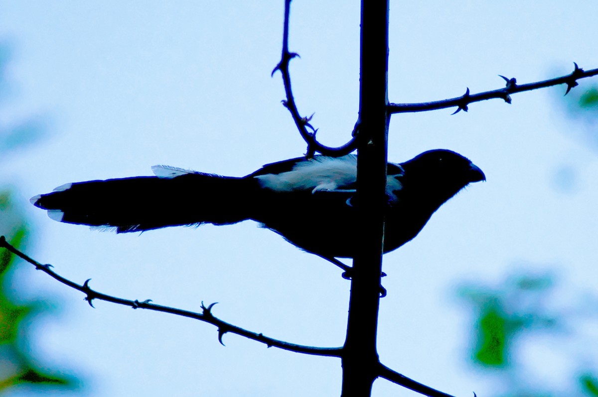 Magpie Tanager - ML612916944