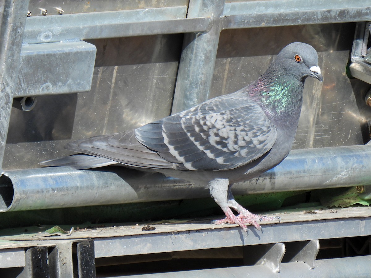 Rock Pigeon (Feral Pigeon) - ML612917081