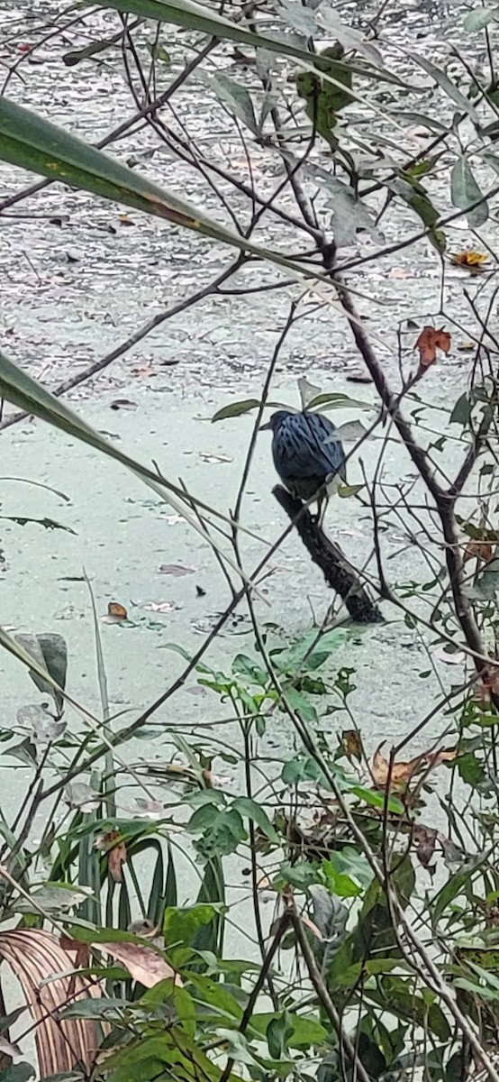 eBird Checklist 31 Dec 2023 Blue Run of Dunnellon Park 30 species