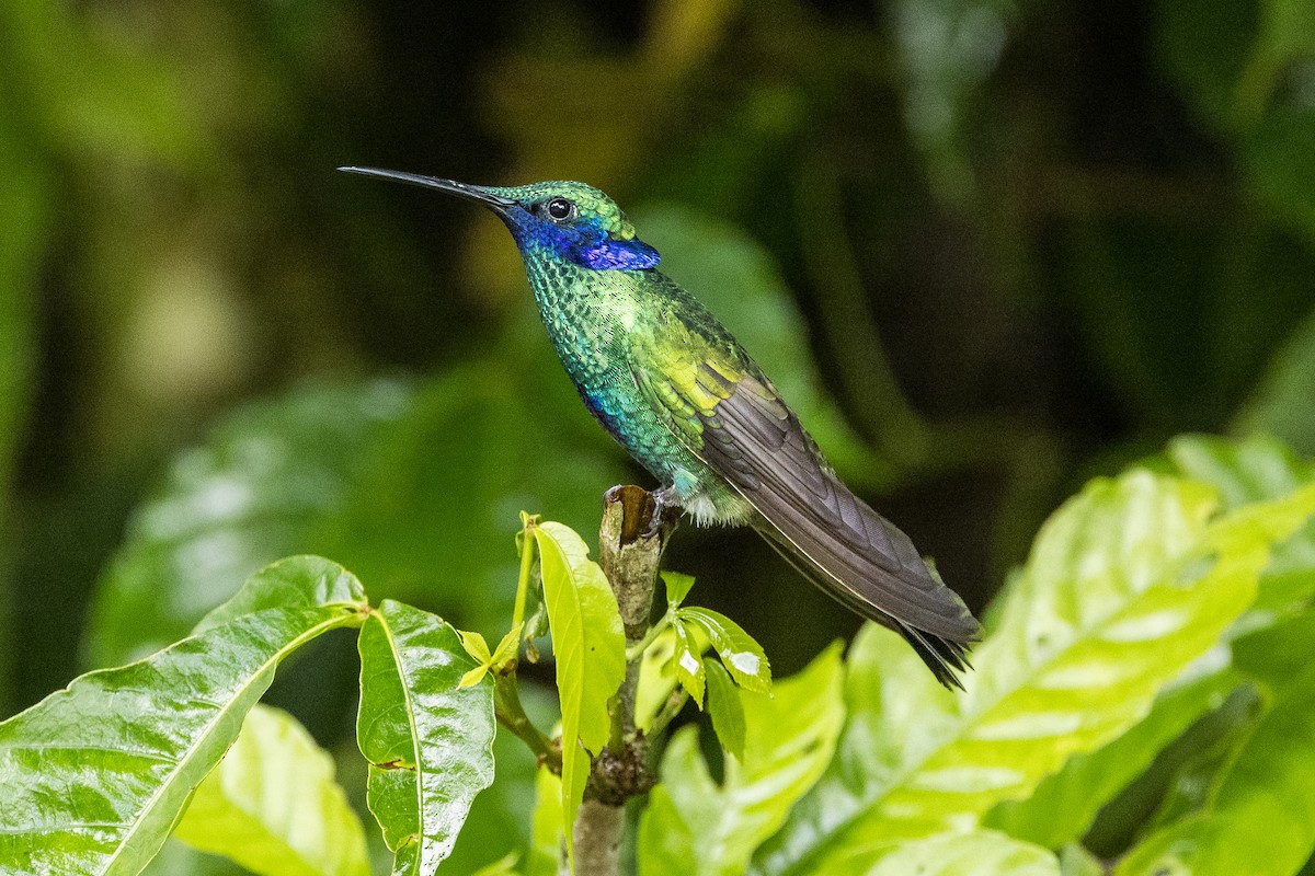 kolibřík modrolící - ML612917751