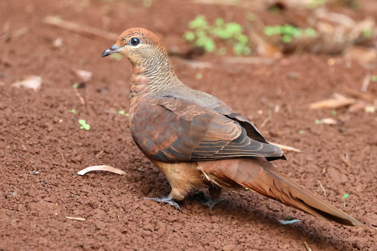 Brown Cuckoo-Dove - ML612917810