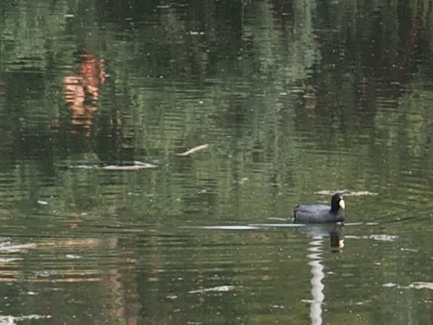 Slate-colored Coot - Lonnie Somer