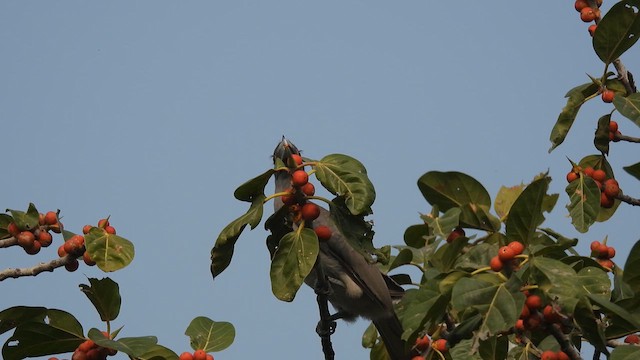 Indian Gray Hornbill - ML612918240