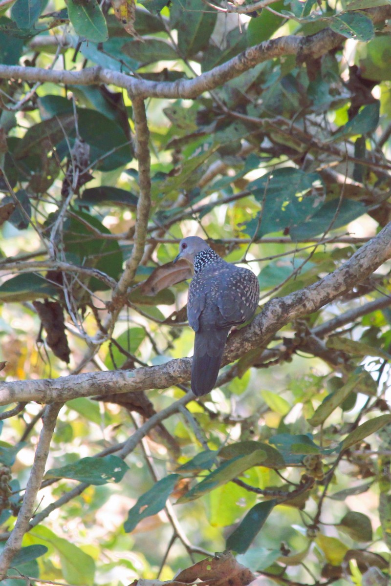 Spotted Dove - ML612919141