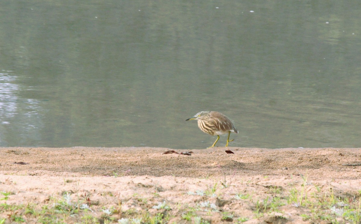 Indian Pond-Heron - ML612919176