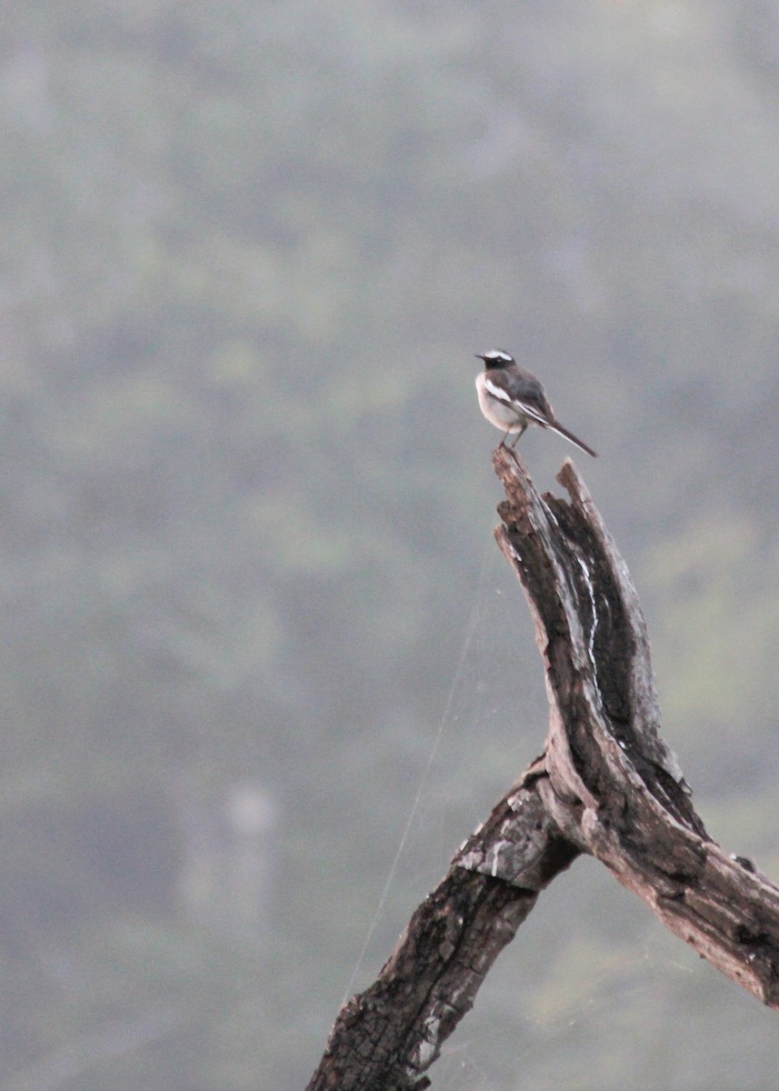 White-browed/White Wagtail - Jignesh Panchal