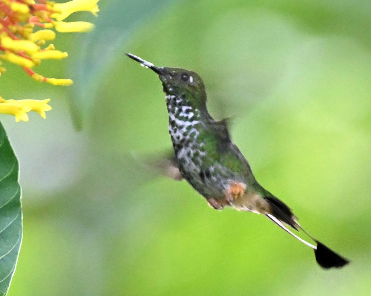 Rufous-booted Racket-tail - ML612919376