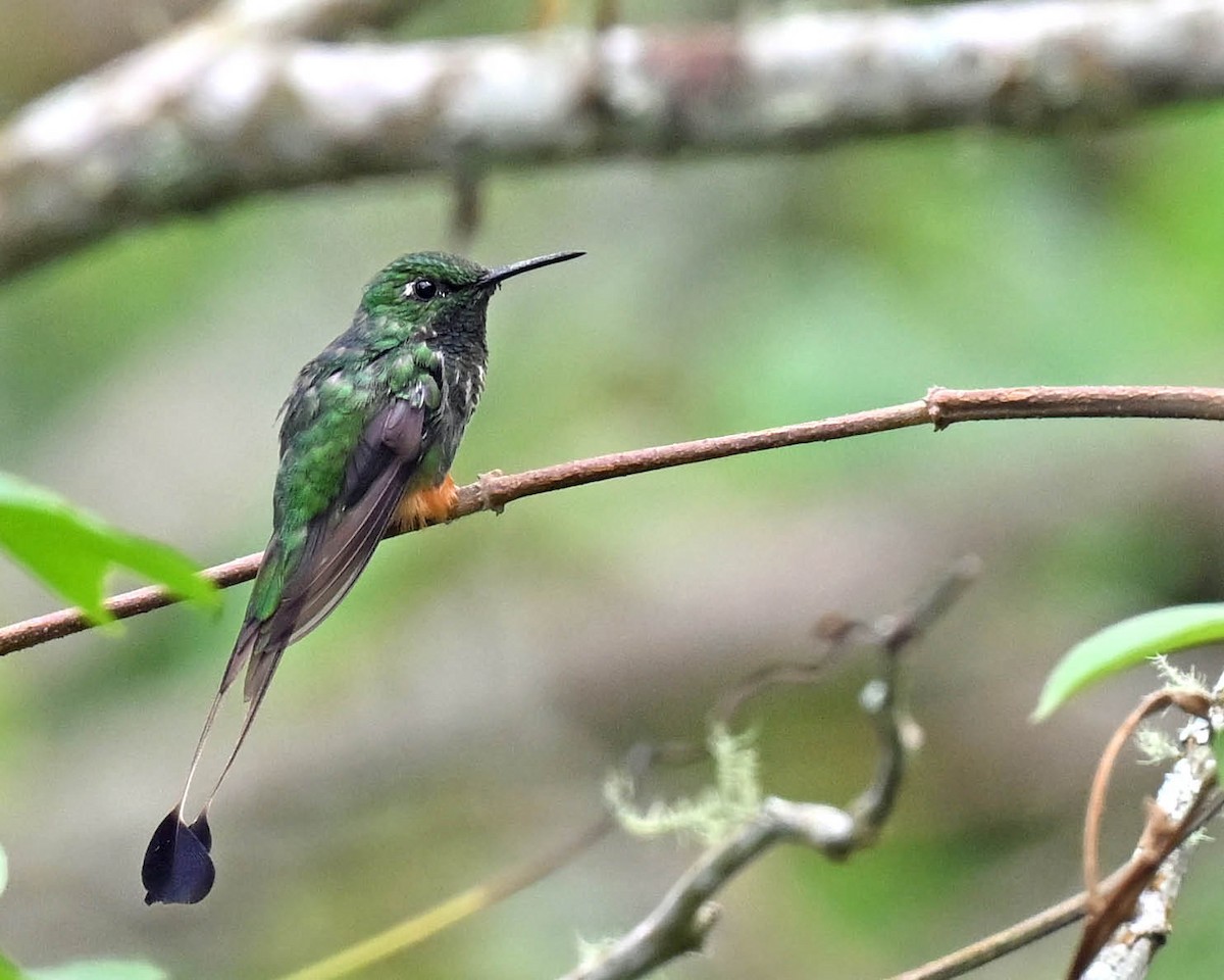 Rufous-booted Racket-tail - ML612919418