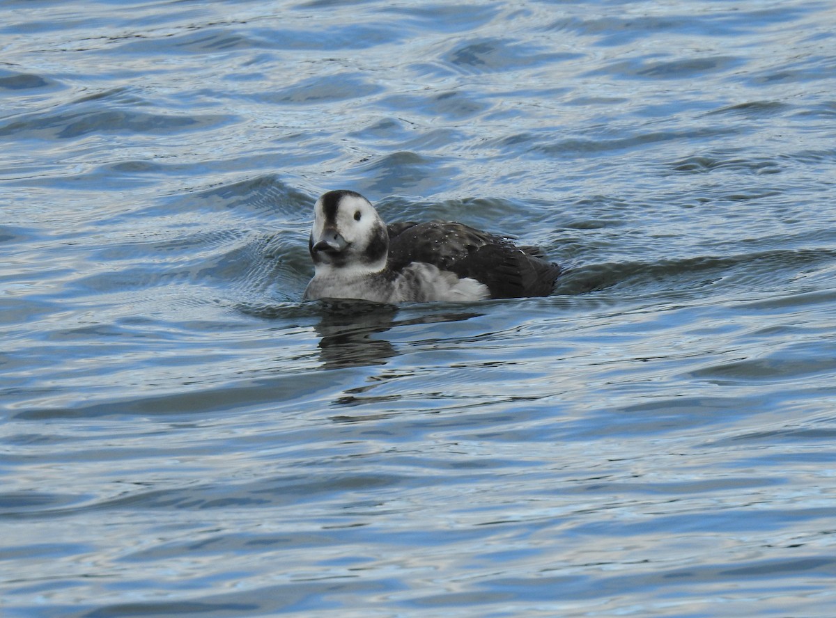 Long-tailed Duck - ML612920009