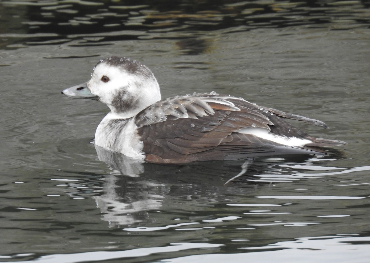 Long-tailed Duck - ML612920011
