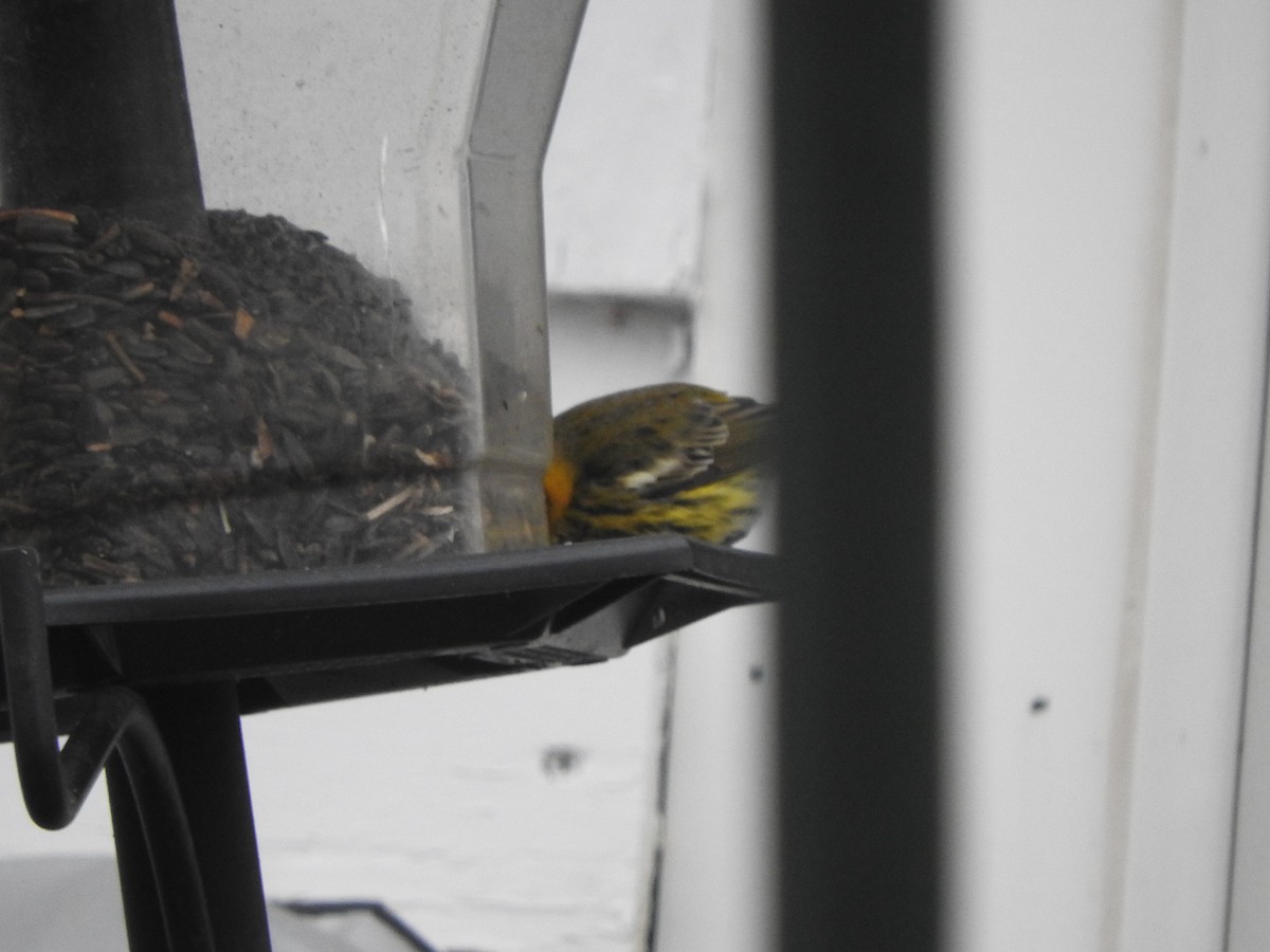 Cape May Warbler - ML612920301