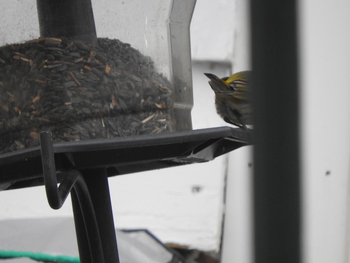 Cape May Warbler - ML612920303