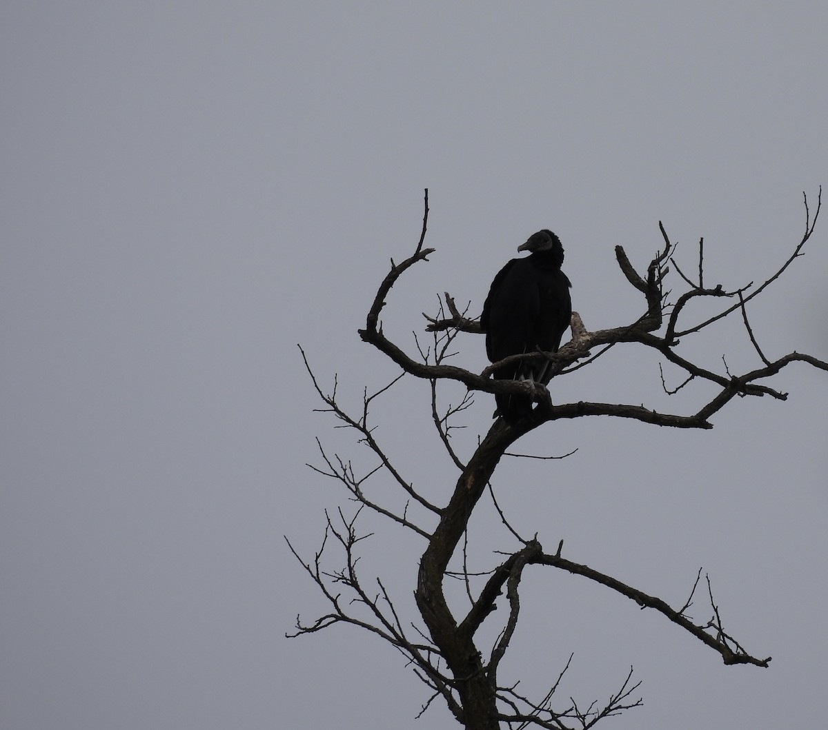 Black Vulture - ML612920365