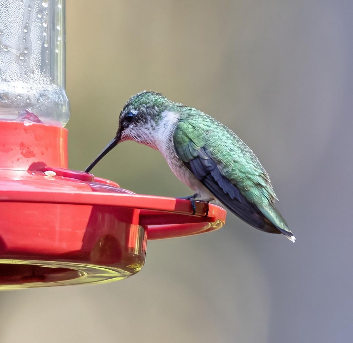 Ruby-throated/Black-chinned Hummingbird - ML612920542