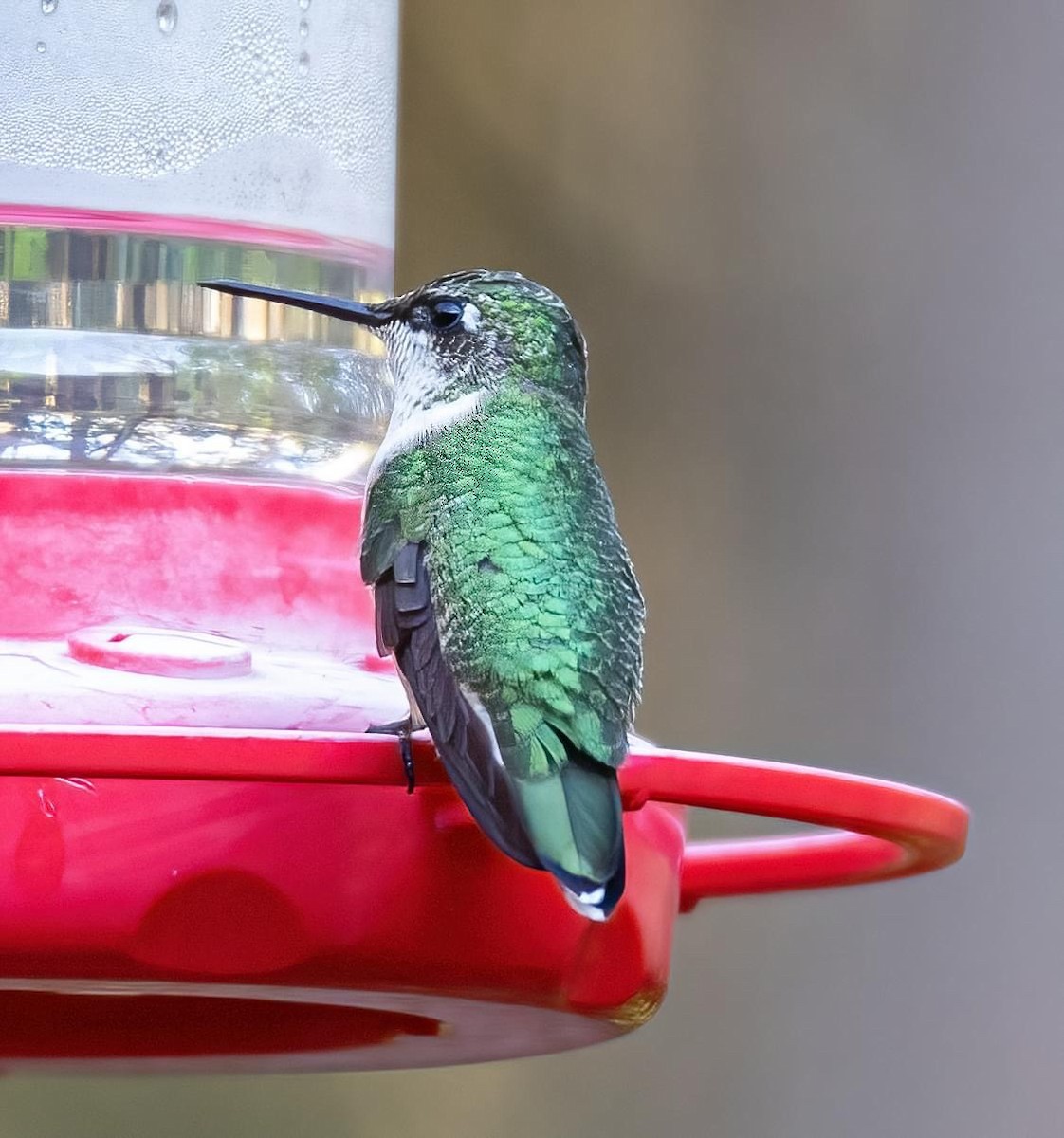 Ruby-throated/Black-chinned Hummingbird - Patsy Russo