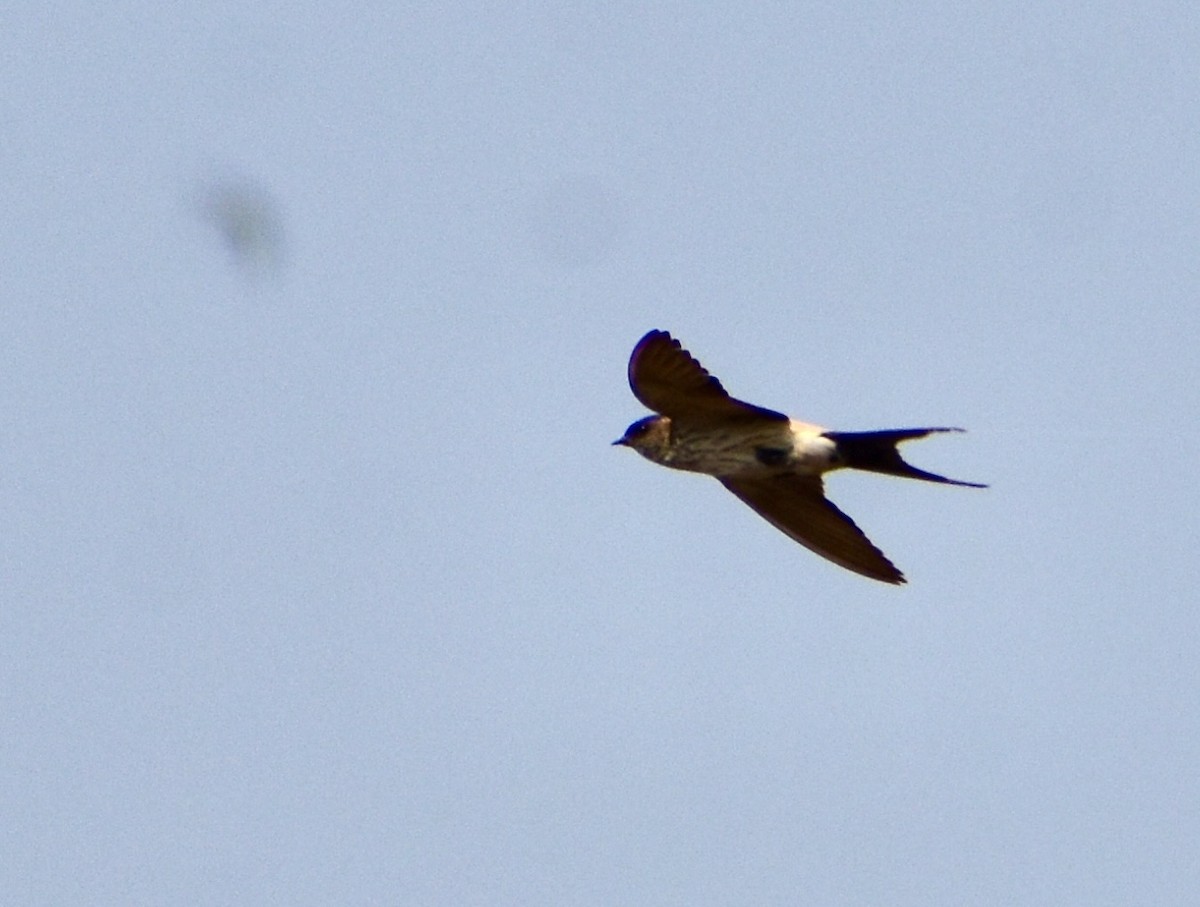 Red-rumped Swallow - ML612920625
