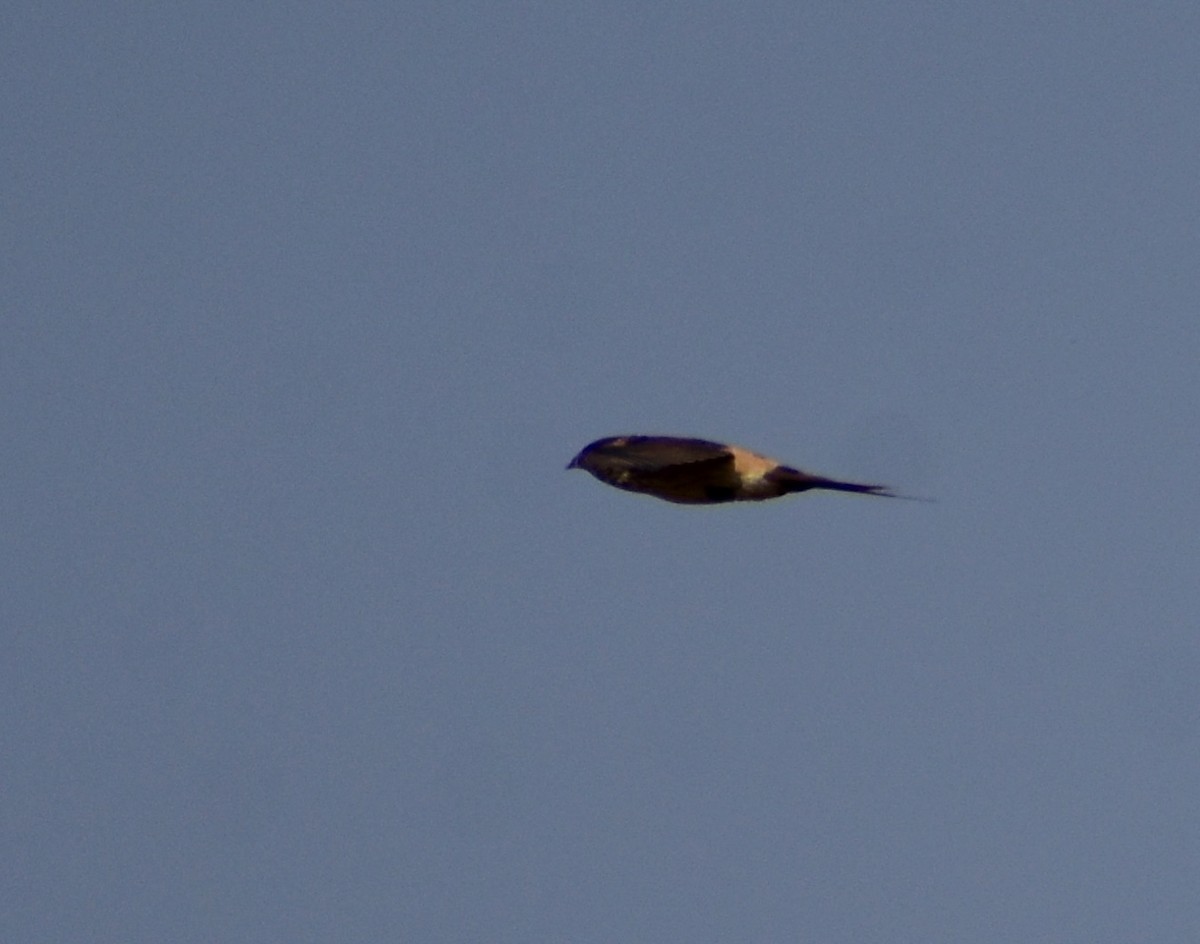 Red-rumped Swallow - ML612920626