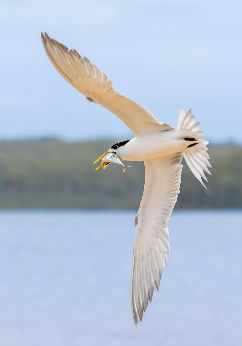 Great Crested Tern - ML612921034