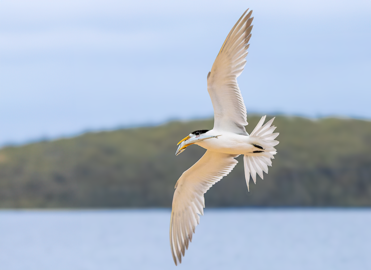Great Crested Tern - ML612921036