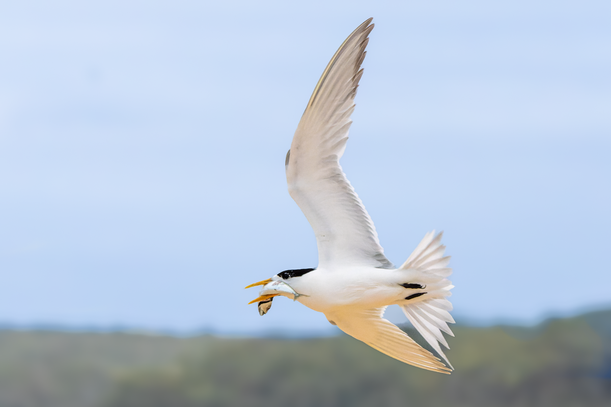 Great Crested Tern - ML612921039