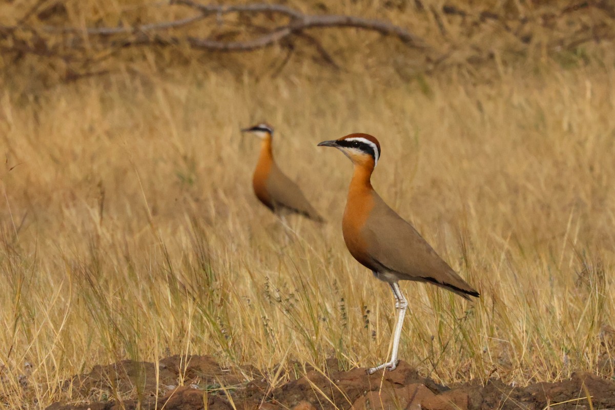 Indian Courser - ML612921136