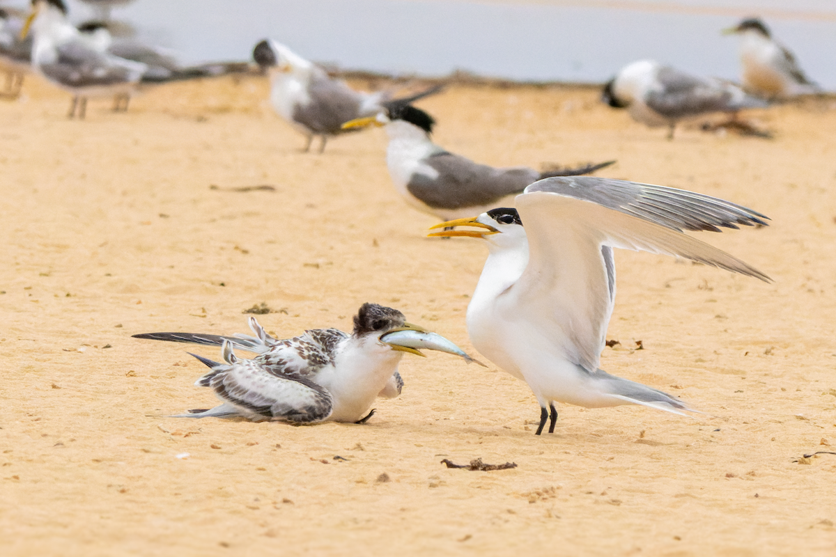Great Crested Tern - ML612921473