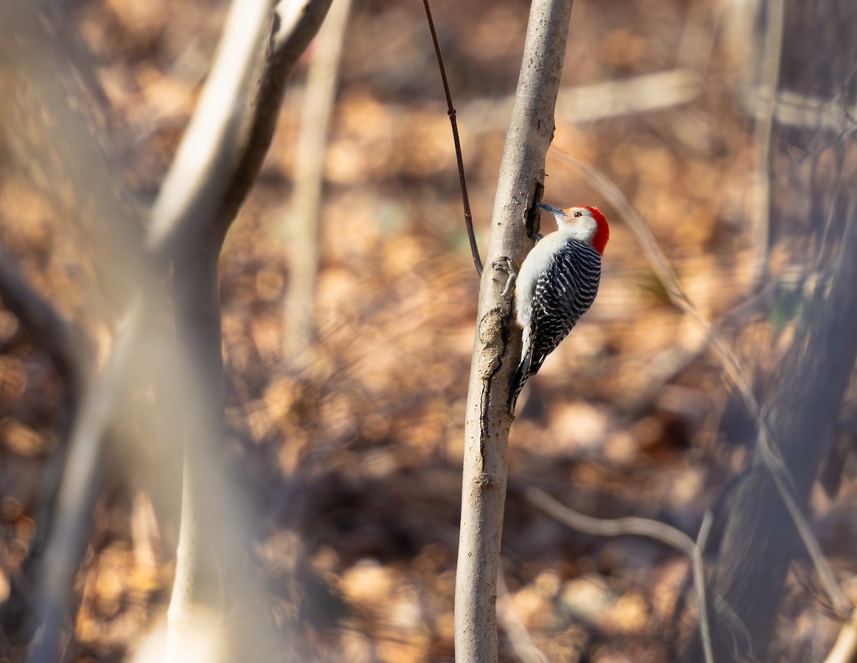Red-bellied Woodpecker - ML612921645