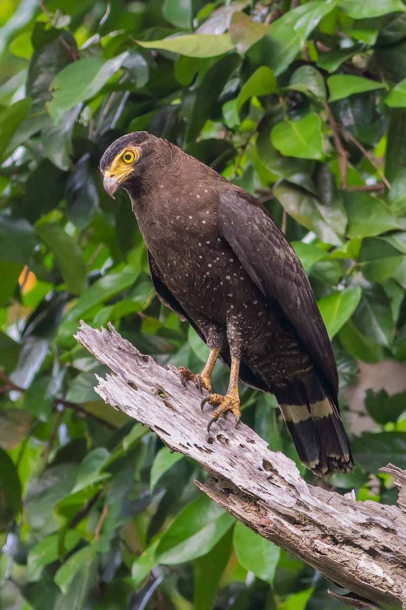 Andaman Serpent-Eagle - ML612922609