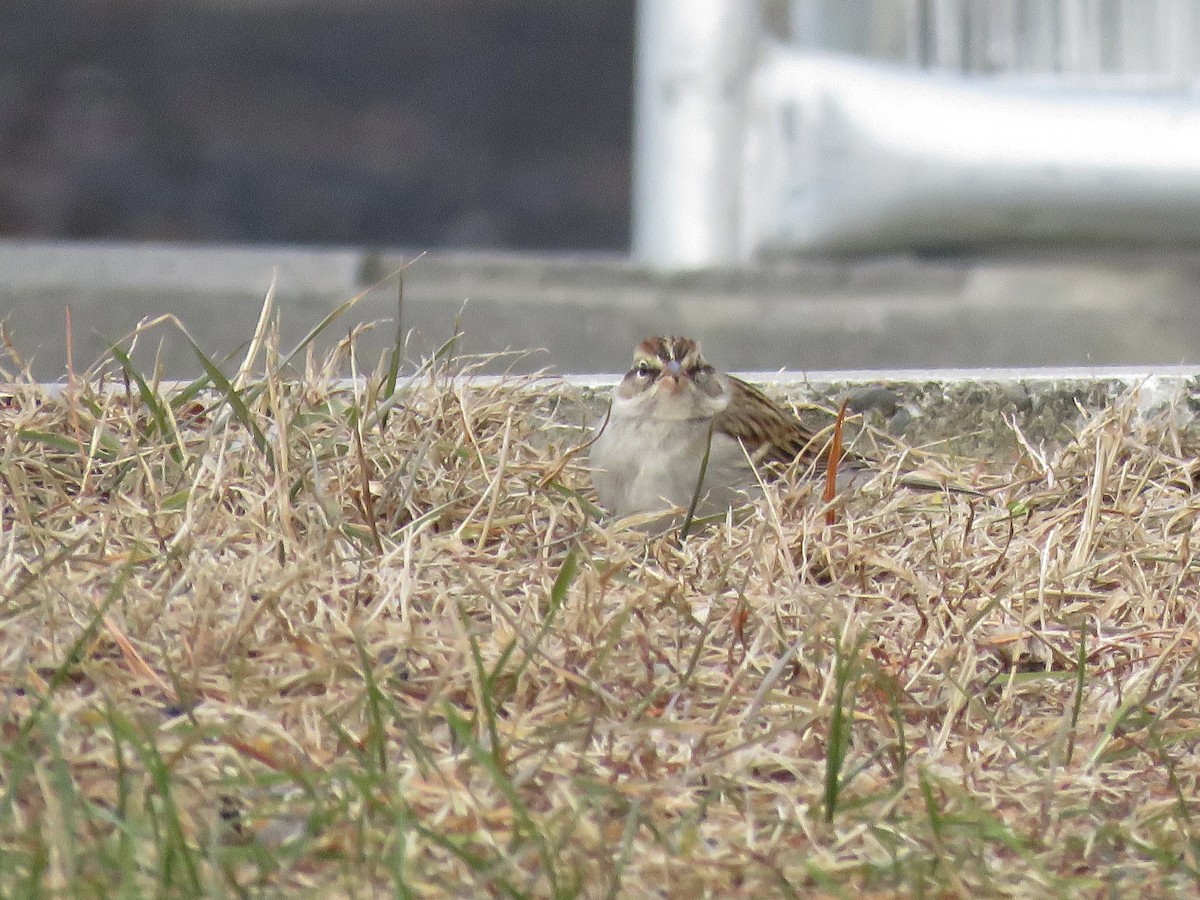 Chipping Sparrow - ML612922657