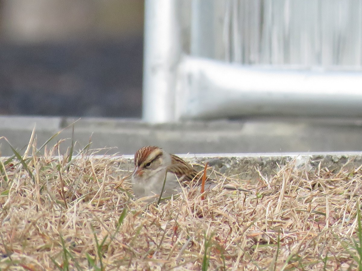 Chipping Sparrow - ML612922661