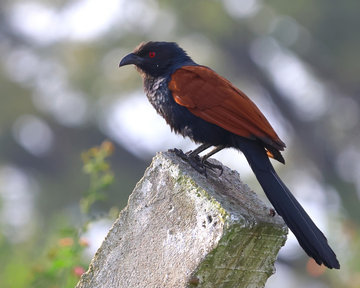 Greater Coucal - ML612922687