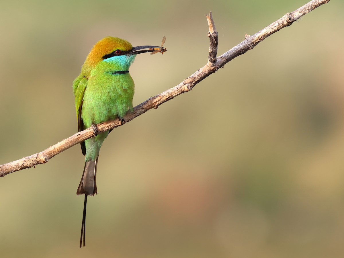 Asian Green Bee-eater - ML612922692