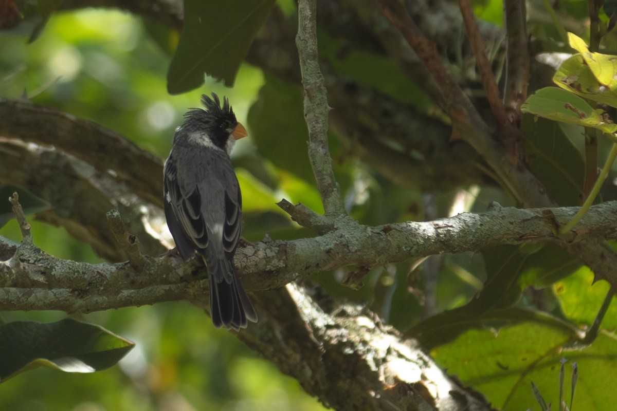 White-throated Seedeater - ML612922770