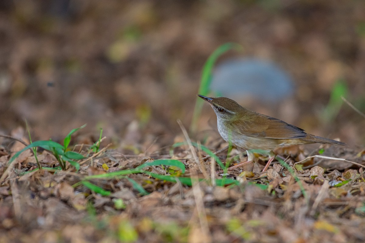 Gray's Grasshopper Warbler - Isolith Huang