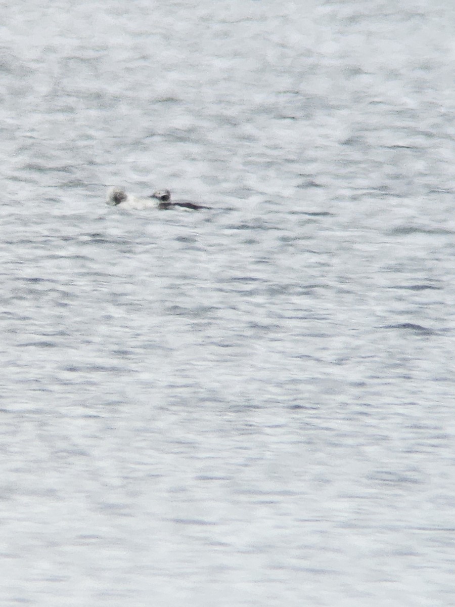 Long-tailed Duck - ML612922998