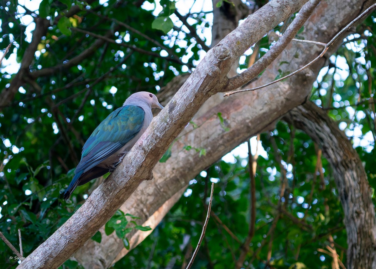 Green Imperial-Pigeon - ML612923066