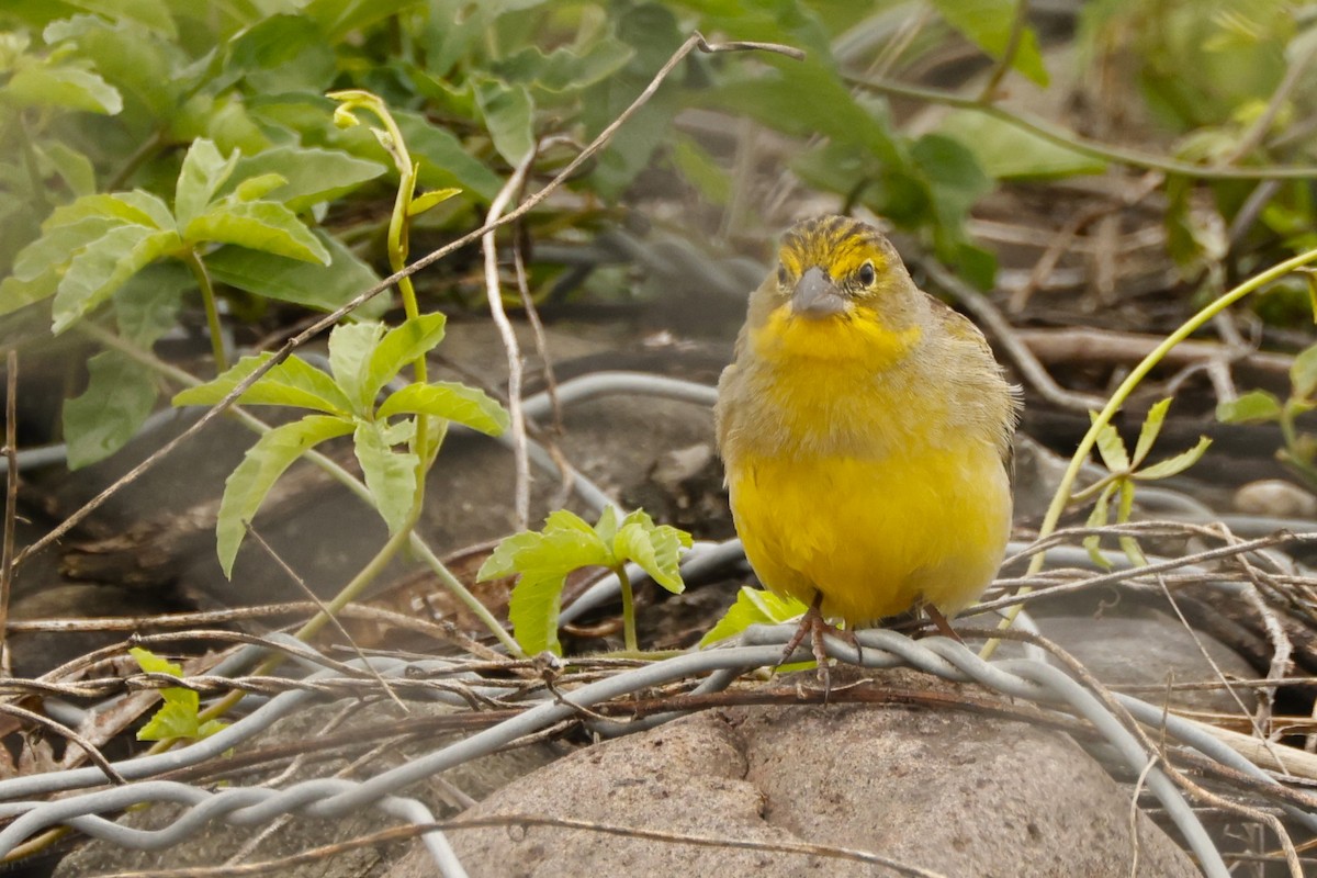 Grassland Yellow-Finch (Montane) - ML612923132