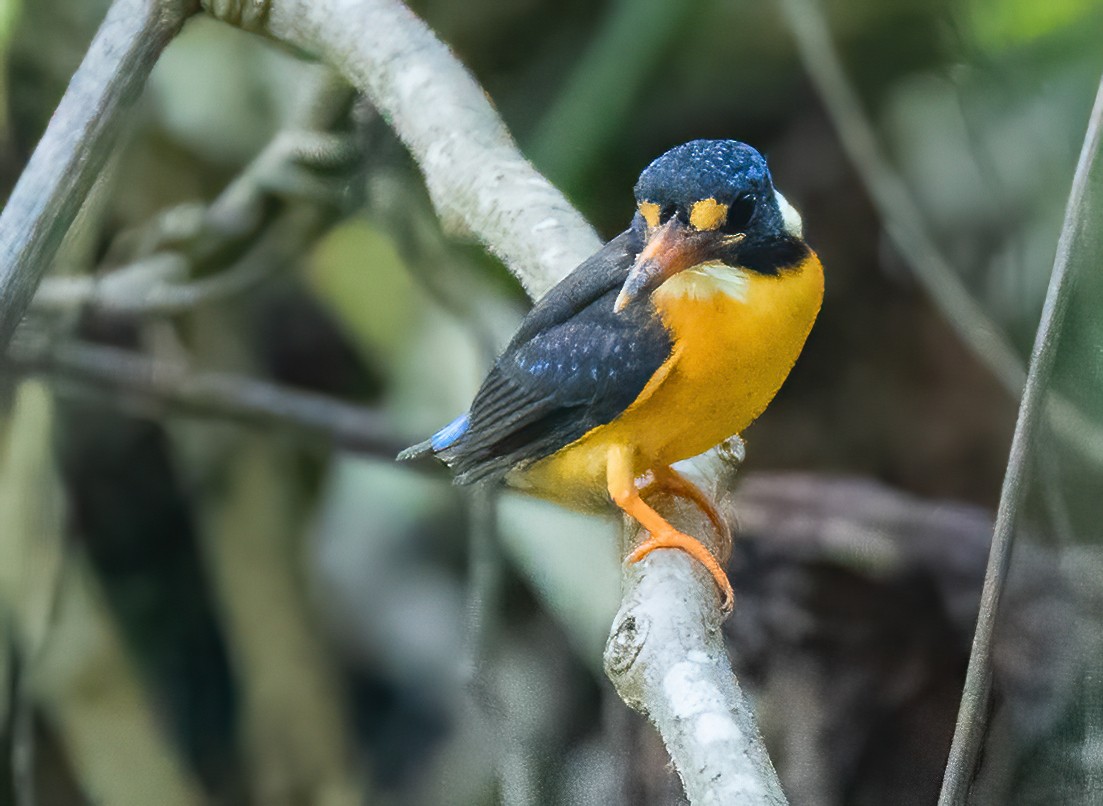 Moluccan Dwarf-Kingfisher (North Moluccan) - Wilbur Goh