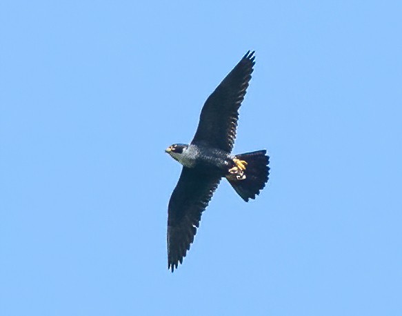 Peregrine Falcon (Indo-Pacific) - ML612923431