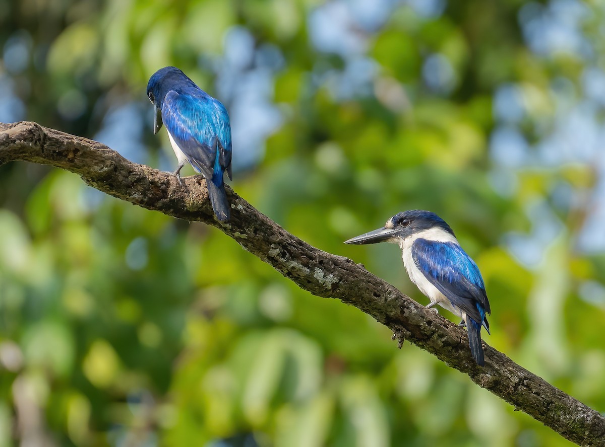 Blue-and-white Kingfisher - ML612923444