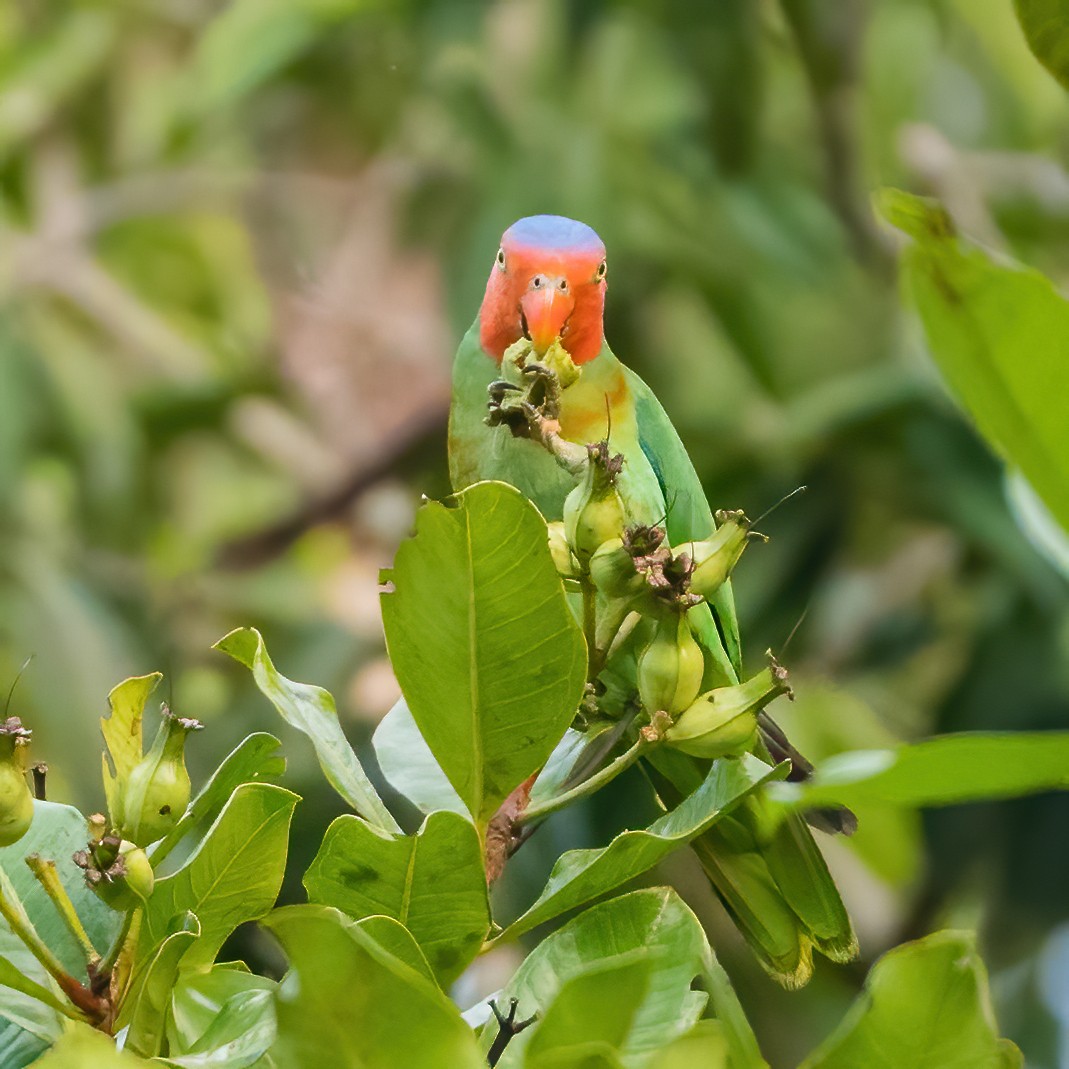 Red-cheeked Parrot - ML612923452