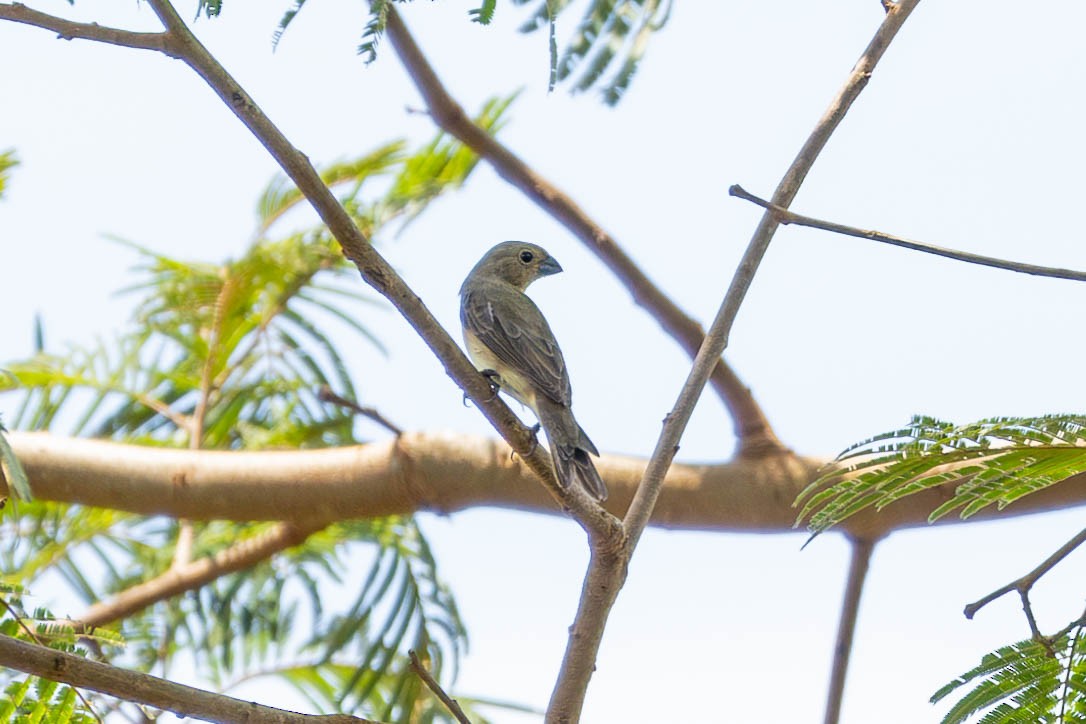 Copper Seedeater - ML612923461