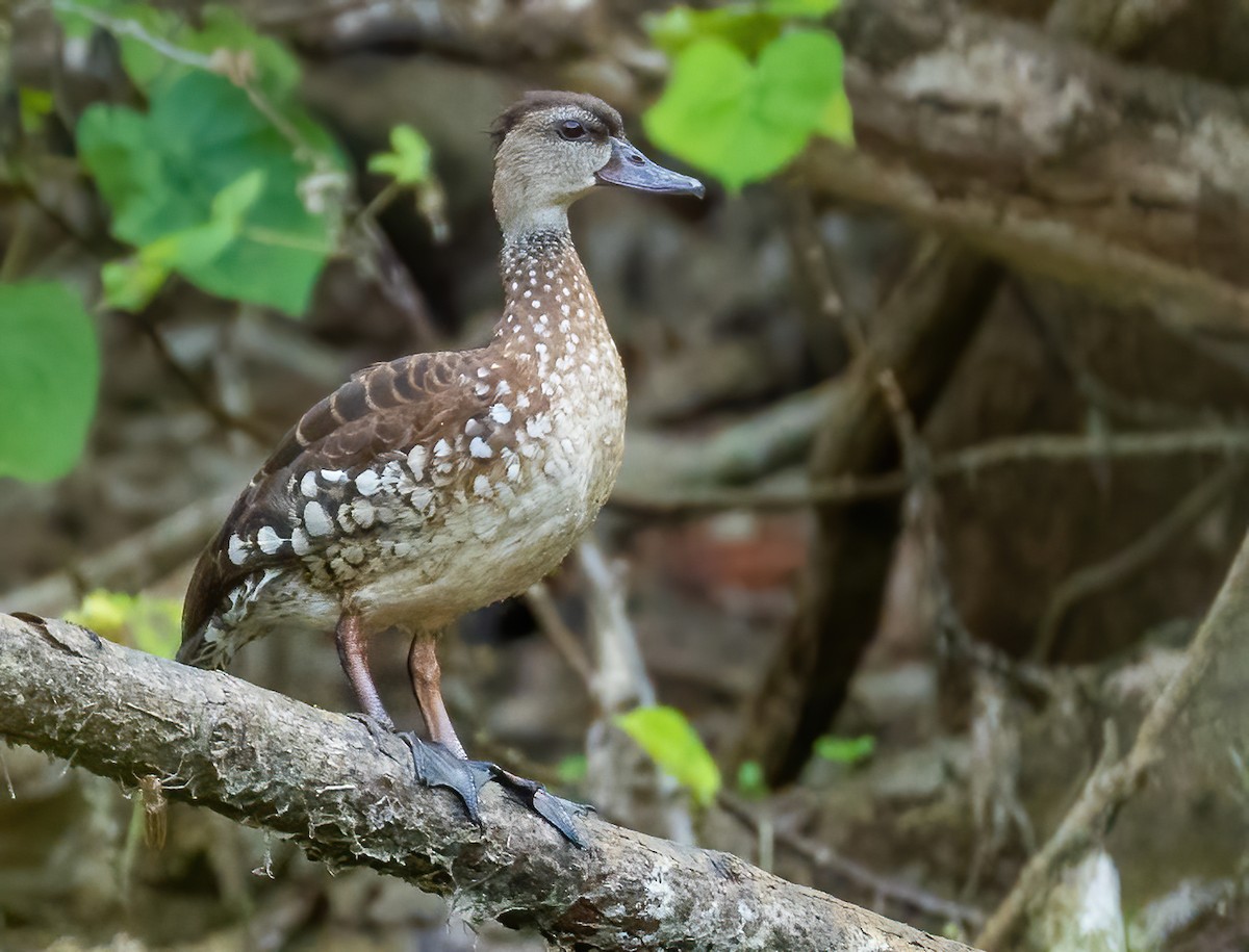 Spotted Whistling-Duck - ML612923509
